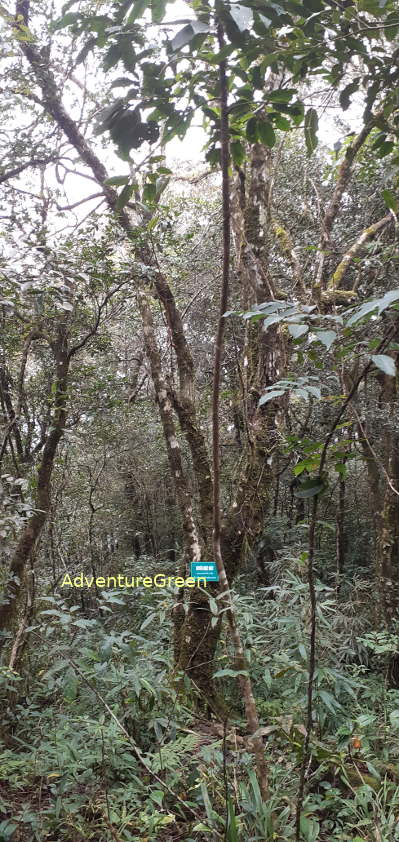 Forest with dense undergrowth on Mount Pu Luong