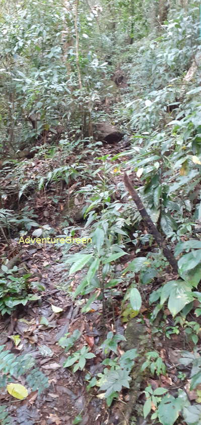 A steep and slippery rocky path near the peak of Mount Pu Luong