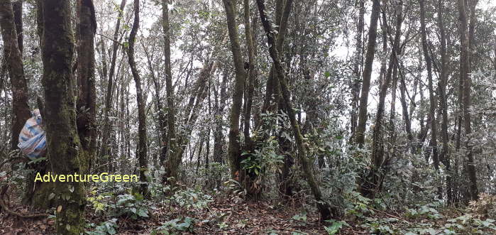 Forest on the peak of Mount Pu Luong