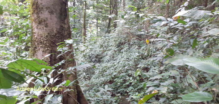 Forest near the peak of the Pu Luong Mountain in Thanh Hoa Province, Vietnam