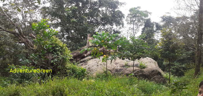 A forest glade on the Pu Luong Mountain